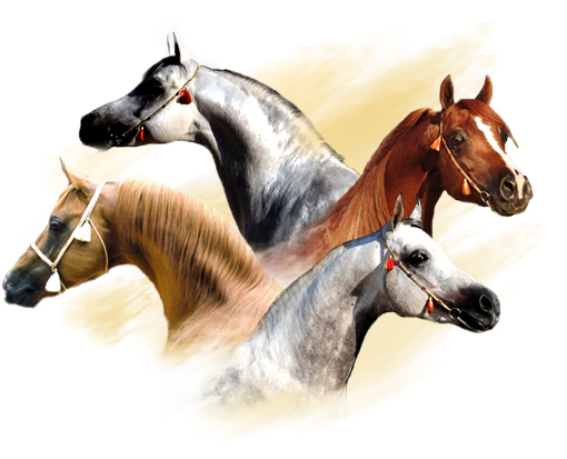 Nuestro cuatro campeones